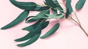 DEVINE MASSAGE OIL essential oil or fragrance oil new 200ml