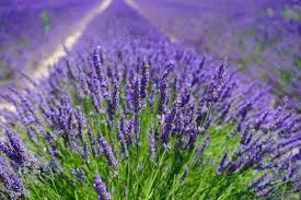 DEVINE MASSAGE OIL essential oil or fragrance oil new 200ml